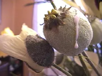 Cocaina