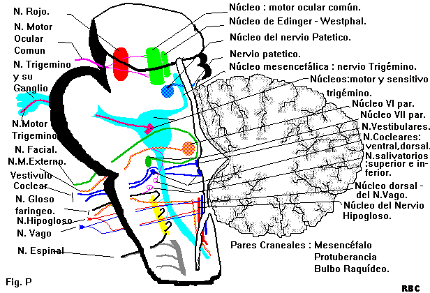 analgesicos