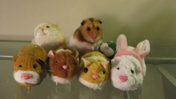 mascotas mascotas