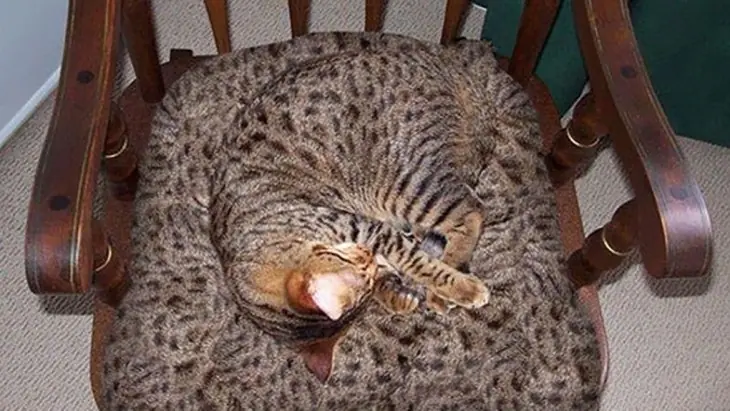 Animales Animales