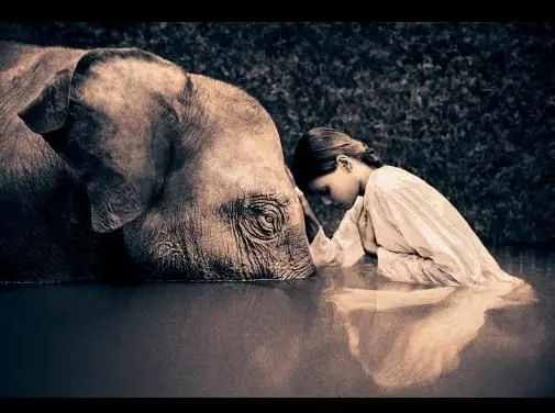 wild animals