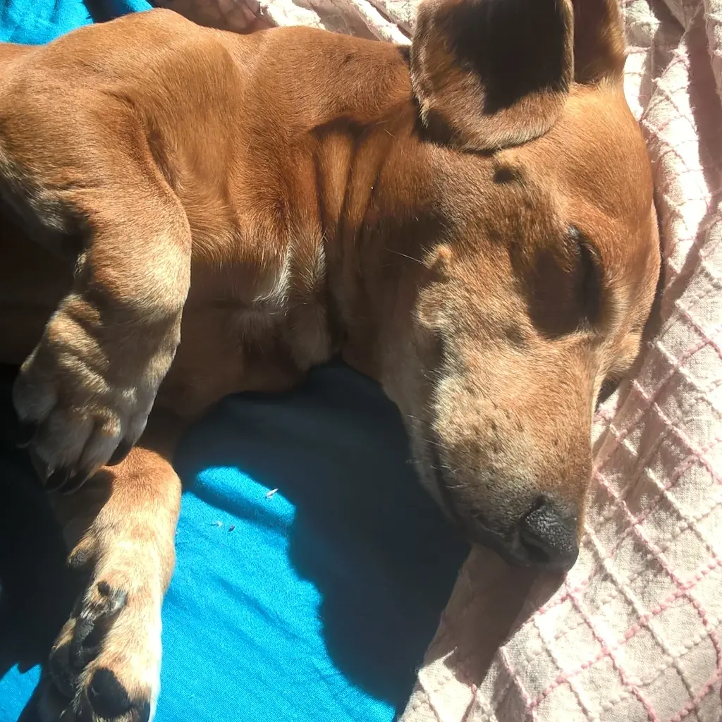 Micro Bit, un mini ordenado