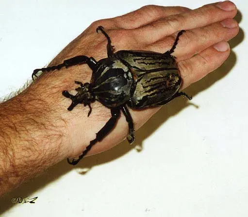 Insectos gigantes, y varios impresionantes. Insectos gigantes, y varios impresionantes.