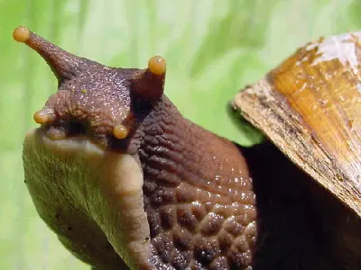insectos insectos