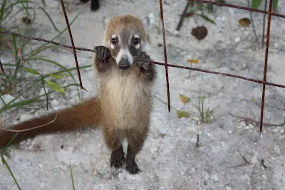 coati