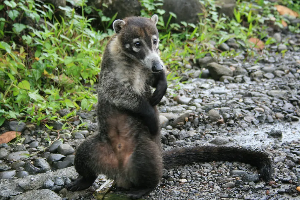 coati