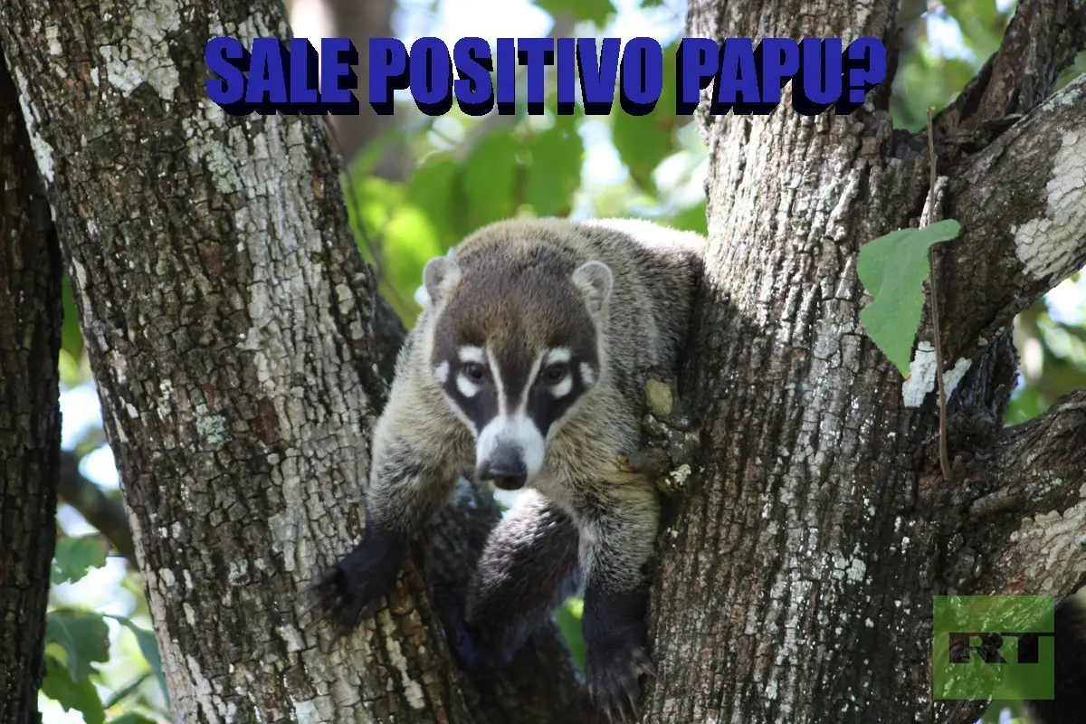 hagamos