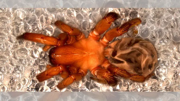 Nueva de Especie de Araña descubierta en Chile.
