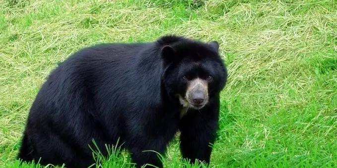 oso pardo