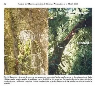 Andino