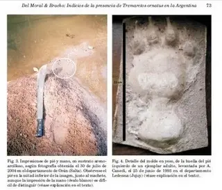 salvaje