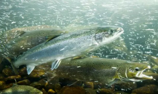 Peces cambian de sexo por contaminación