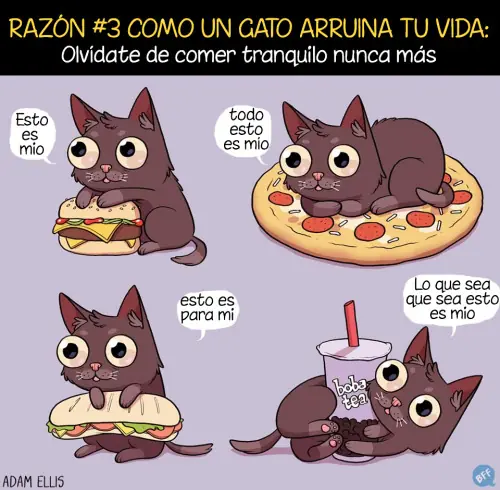 gatos
