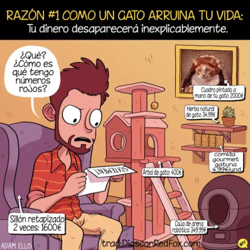 8 motivos por los que un gato arruina tu vida.