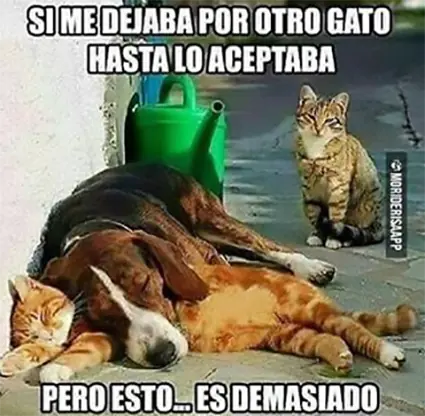 Humor