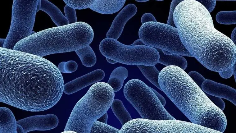 1er. bacteria que resiste a todos los antibioticos