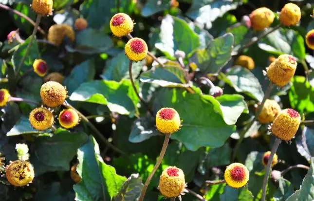 cannabinoides cannabinoides