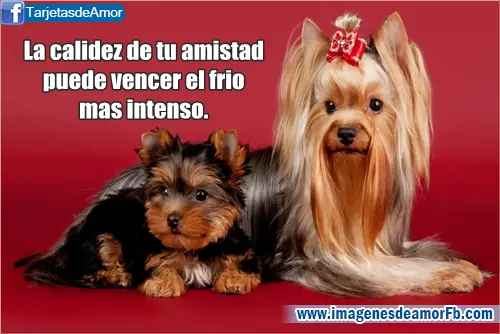 tarjetas de amistad