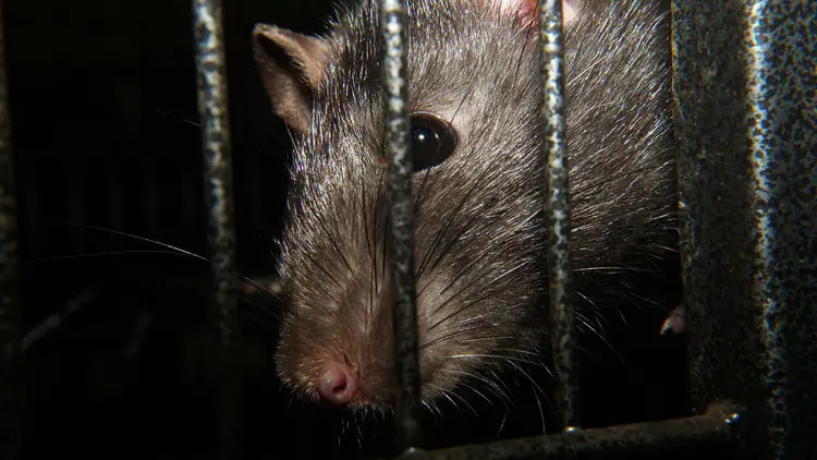 Ratas "del tamaño de un gato" causan espanto en Londres