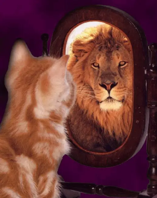 reflexion