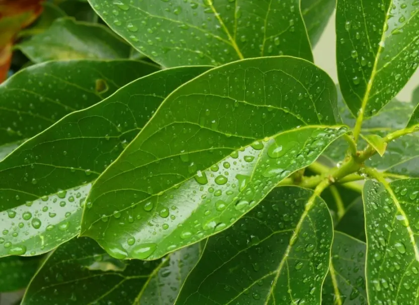 palta