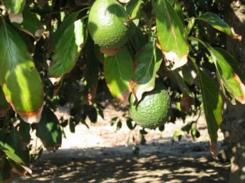 vitamina e
