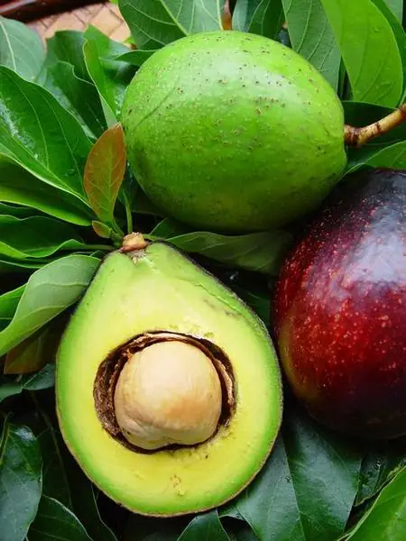 Palta Aguacate bondades