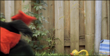 los gifs
