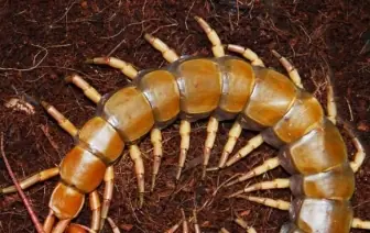 69 preguntas curiosas y sus debidas respuestas