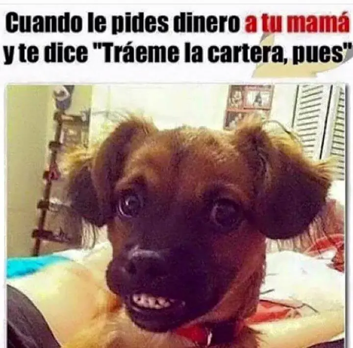 taringuera