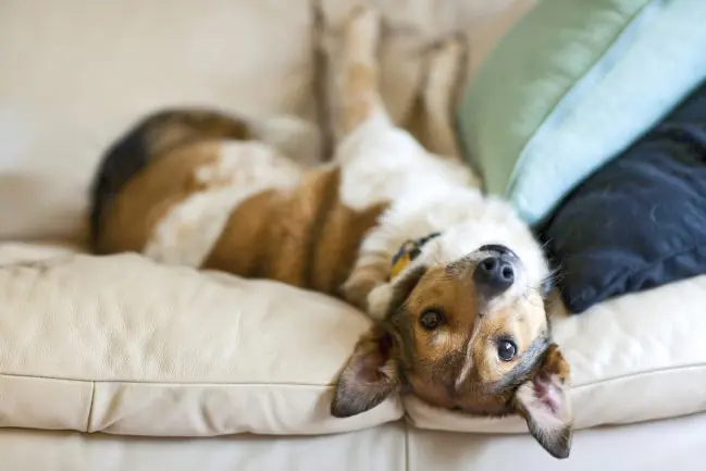 ¿Puedo usar desodorantes en mi perro?