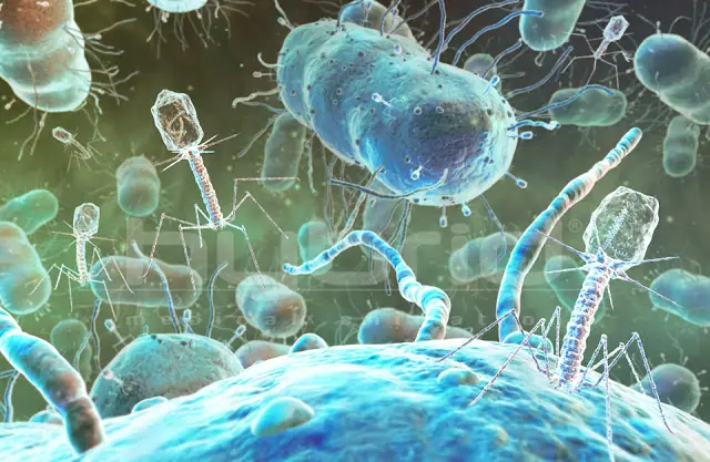 Bacterias Bacterias