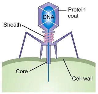 Las bacterias se suicidan Las bacterias se suicidan