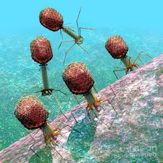 virus virus