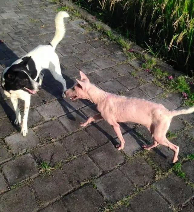 perrita