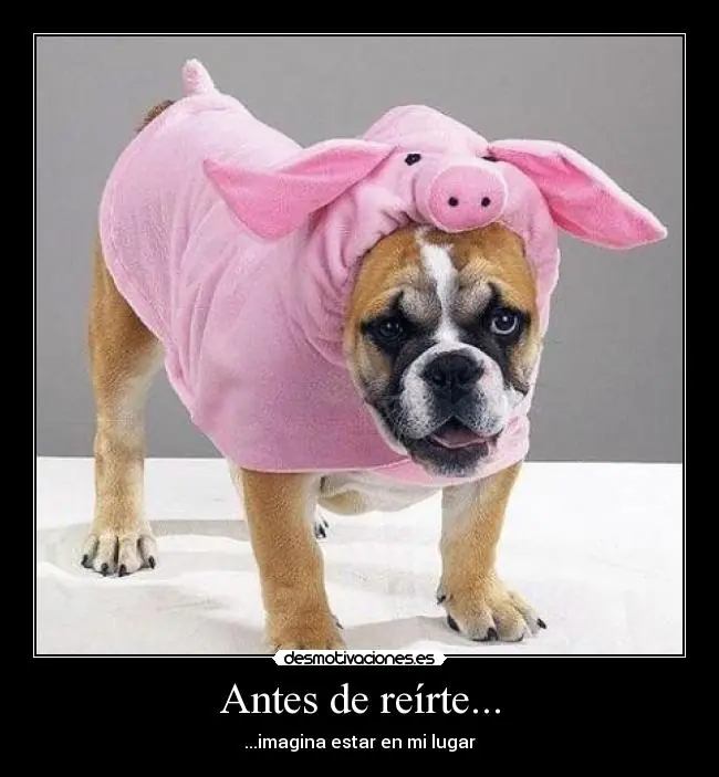 perros perros