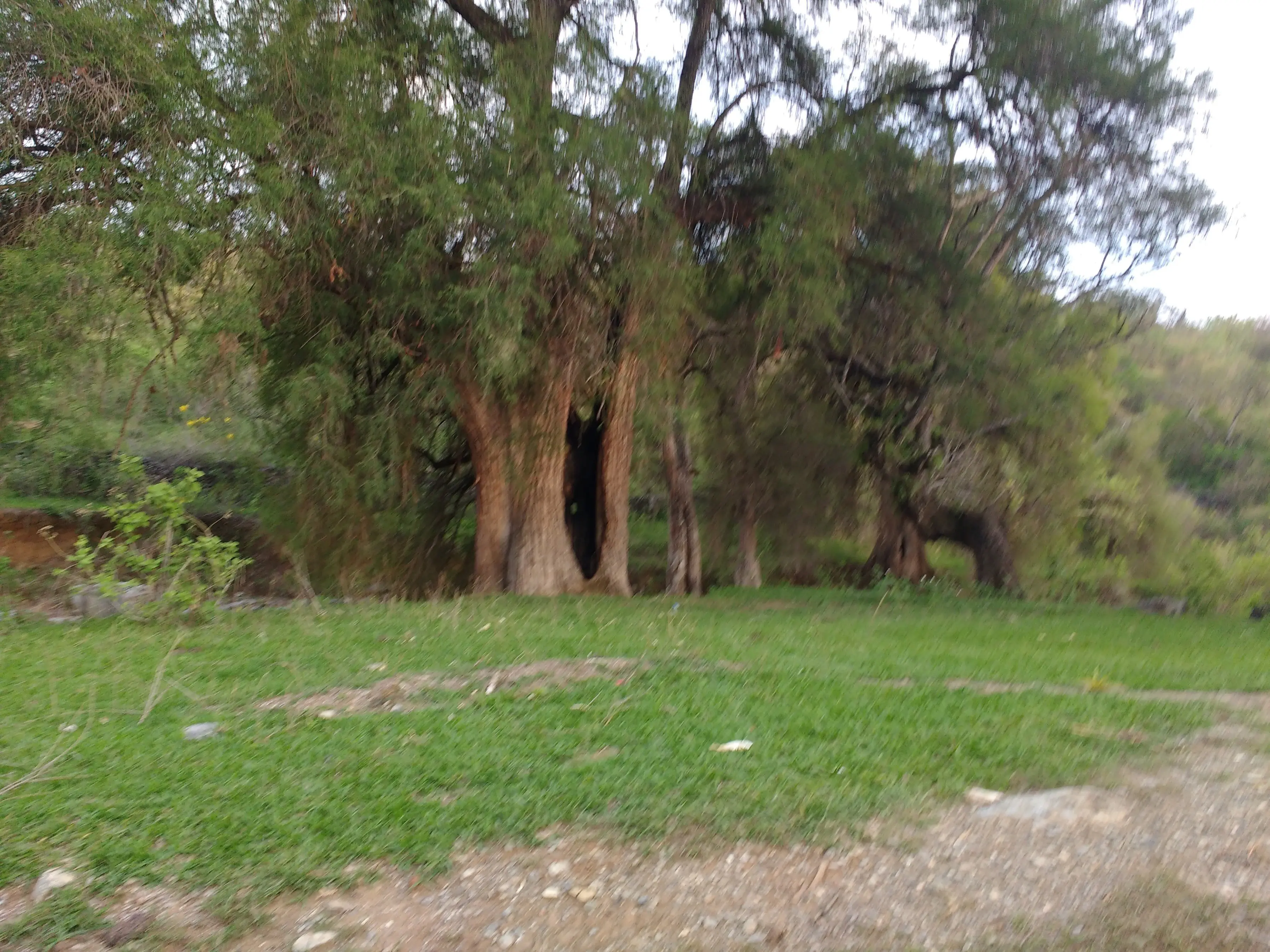 taringa