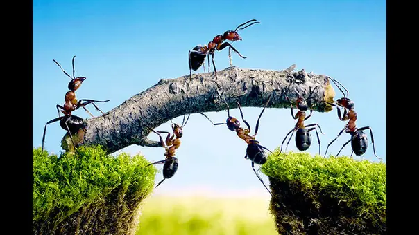 5 datos muy interesantes de Islandia elimina-ingleses