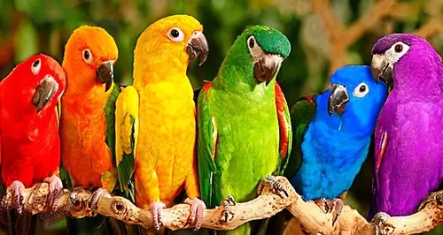 exoticos