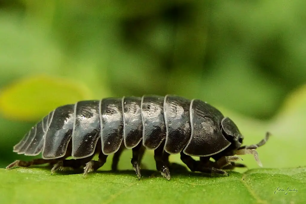 Curiosidades de algunos animales