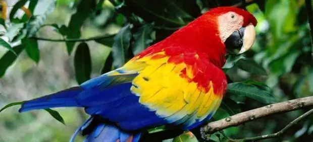 Curiosidades de animales