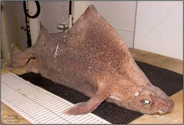 marinos