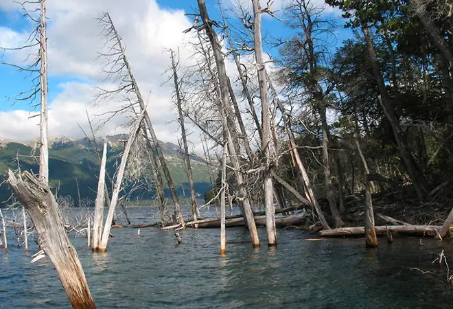 Misterio de la naturaleza: un bosque sumergido