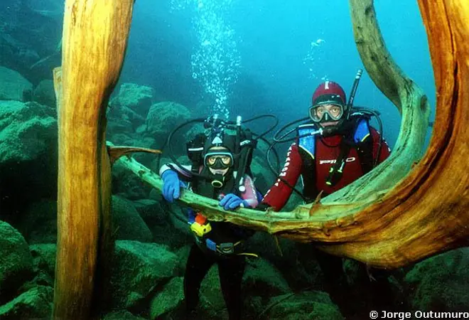 Misterio de la naturaleza: un bosque sumergido