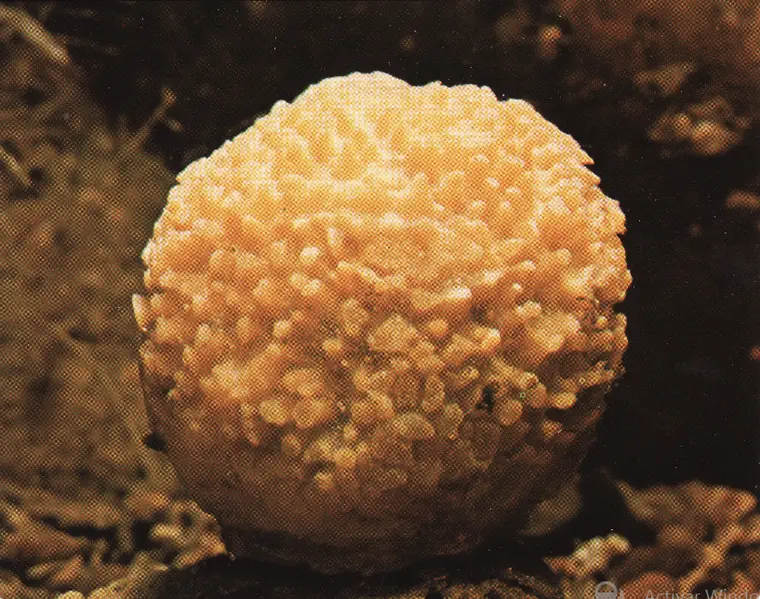 invertebrados