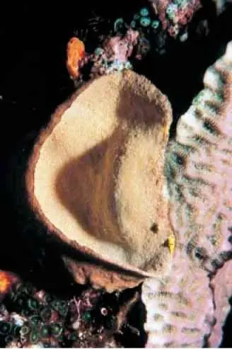 poriferos