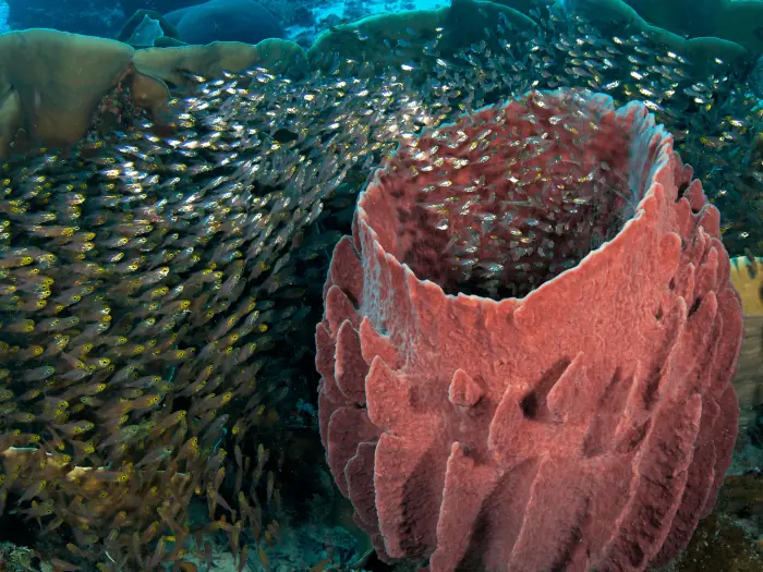 poriferos