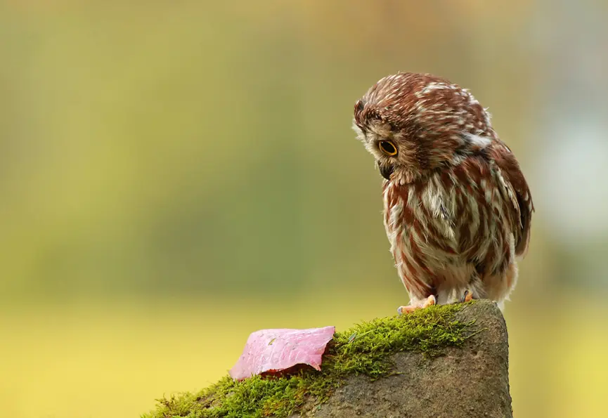 de animales de animales