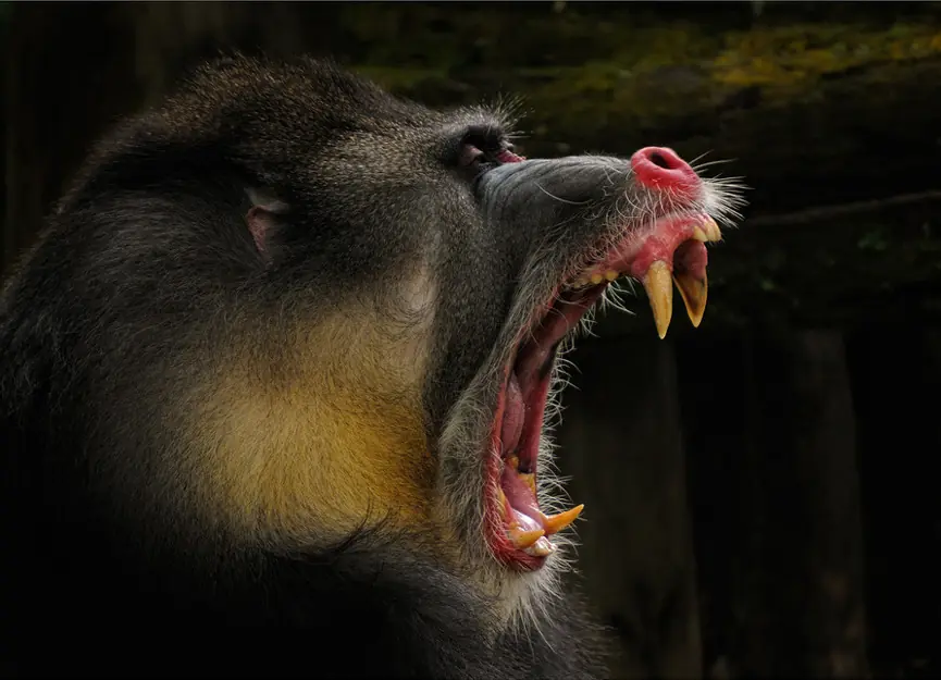 17 impresionantes fotografías de animales por el mundo