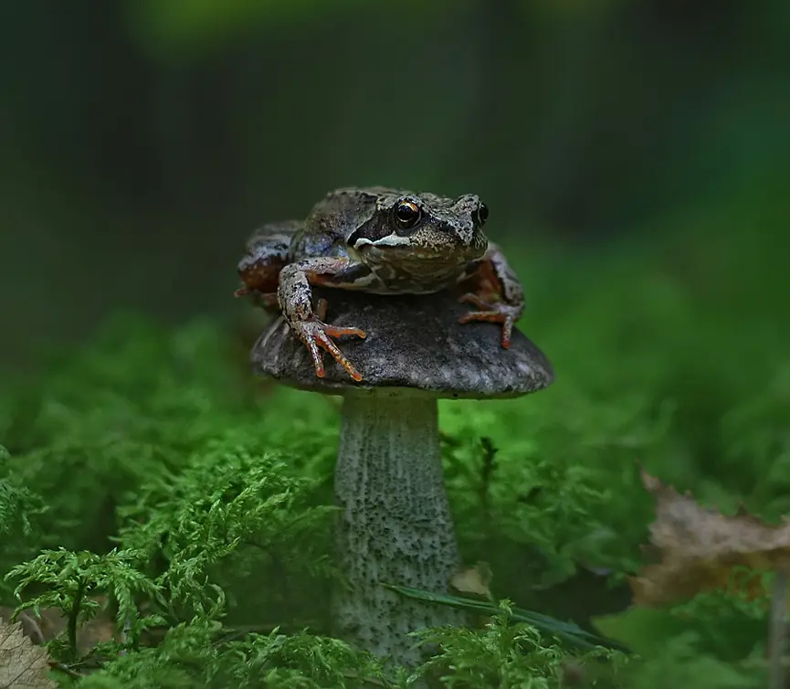 fotografias fotografias